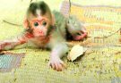 "Heartbreaking Tragedy: Newborn Baby Monkey Becomes Orphan After Mother's Fatal Fall from High Tree"