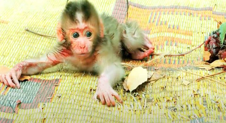 "Heartbreaking Tragedy: Newborn Baby Monkey Becomes Orphan After Mother's Fatal Fall from High Tree"