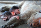 "Heart-Wrenching Call: Orphaned Baby Alita Cries for Mama Alida After Tragic Loss"