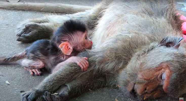 "Heart-Wrenching Call: Orphaned Baby Alita Cries for Mama Alida After Tragic Loss"