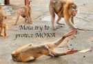 Mother monkey Molla cries to protect her daughter  MOKA was get electric shocking and crying so loudly rolling on the ground