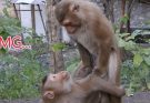 Monkeys reach sexual maturity at different ages depending on their species. Generally, smaller monkey species mature faster than larger ones.